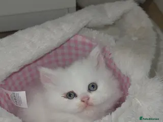 Persian cats Only 1 girl available Persian kitten - Advert 4