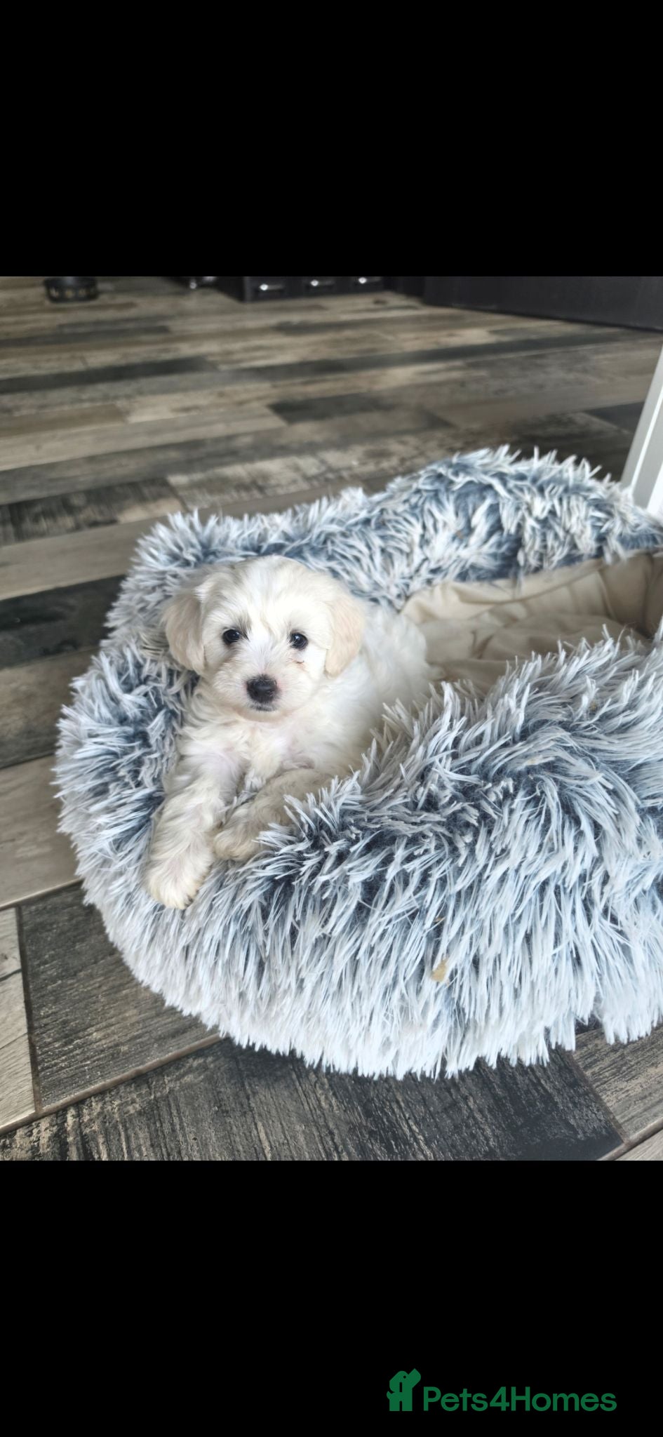 Maltipoo dogs Beautiful Maltipoo Girls – Ready Now 🩷🐾 - Advert 1