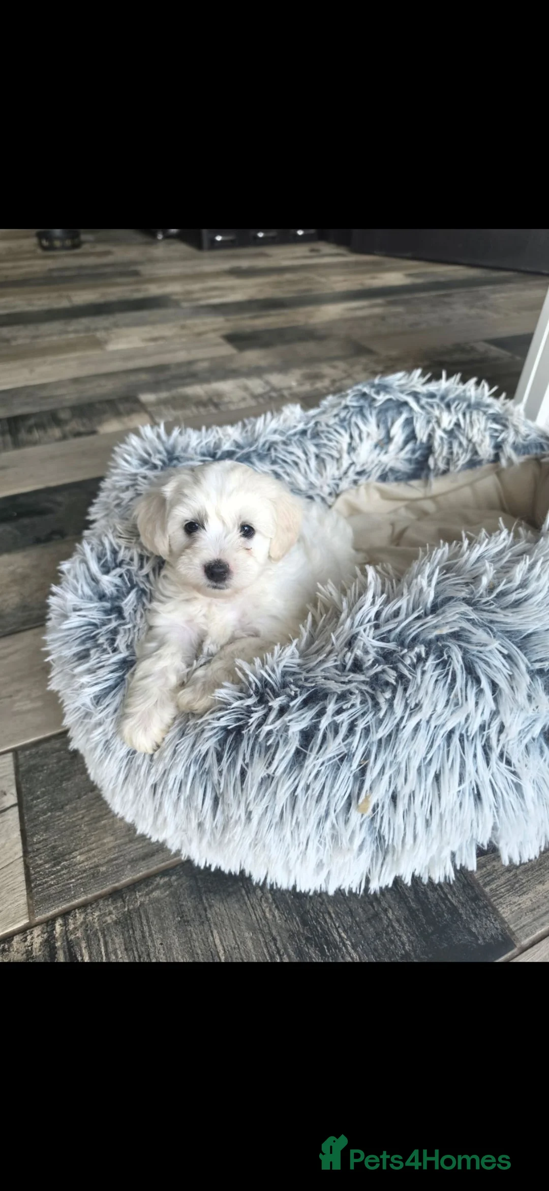 Maltipoo dogs for sale: Beautiful Maltipoo Girls – Ready Now 🩷🐾 - Advert 1