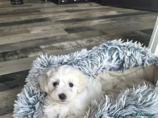Maltipoo dogs Beautiful Maltipoo Girls – Ready Now 🩷🐾 - Advert 4