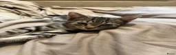 Domestic Shorthair cats for sale: ONLY 2 LEFT - 6 gorgeous tabby / black kittens  - Advert 6
