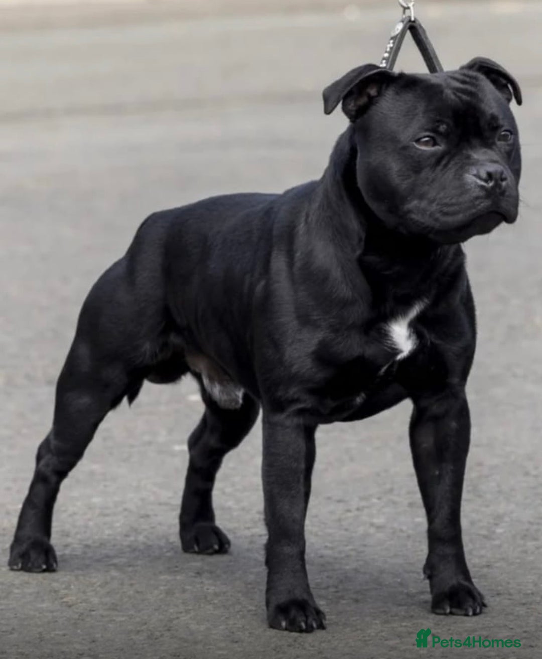 Staffordshire Bull Terrier dogs for sale: Pure blue staffy puppies ready to go - Image 16