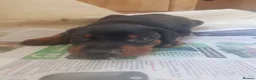 Dobermann dogs for sale: Adorable Doberman puppies  - Advert 20