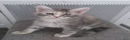 Maine Coon cats for sale: Pure breed XXL Maine Coon kittens  - Advert 6