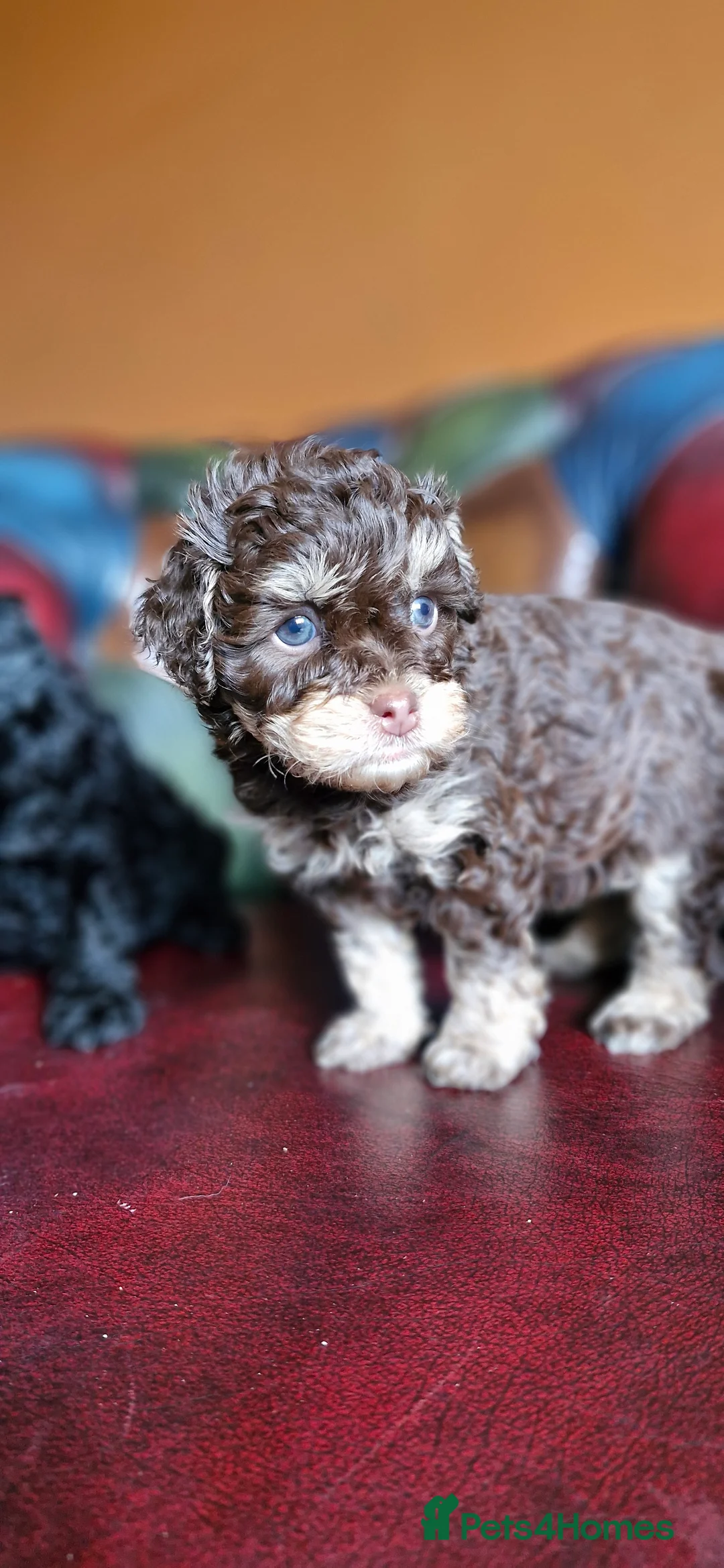Cavapoo dogs for sale: Gorgeous f1bb Cavapoo pups. Health tested parents  - Advert 13