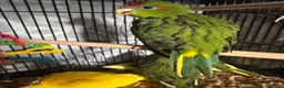 Parakeets birds for sale: Kakariki parakeets  - Advert 2