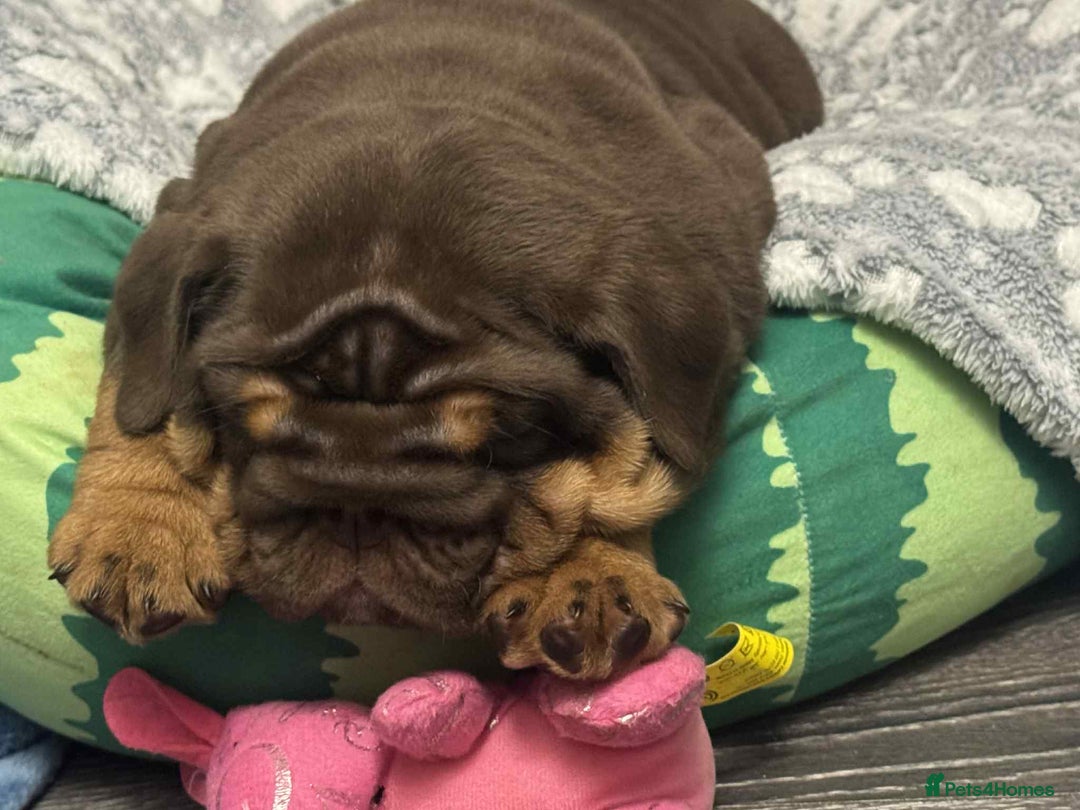 English Bulldog dogs for sale: Quality English bulldogs  - Image 5