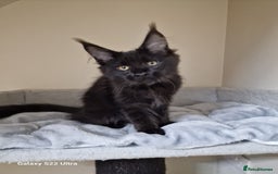 Maine Coon cats for sale: 🍁🍂Good females🏡🎯📣 - Image 27