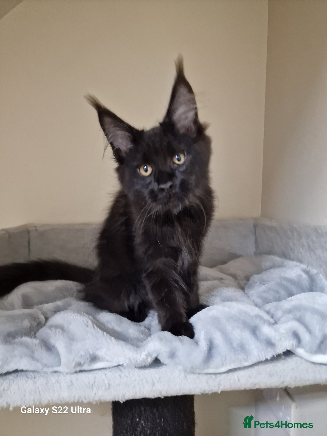 Maine Coon cats for sale: 🍁🍂Good females🏡🎯📣 - Image 27