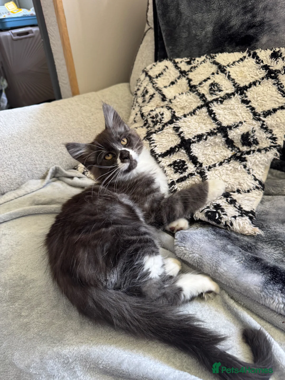 Mixed Breed cats for sale: Half maine coon - Advert 2