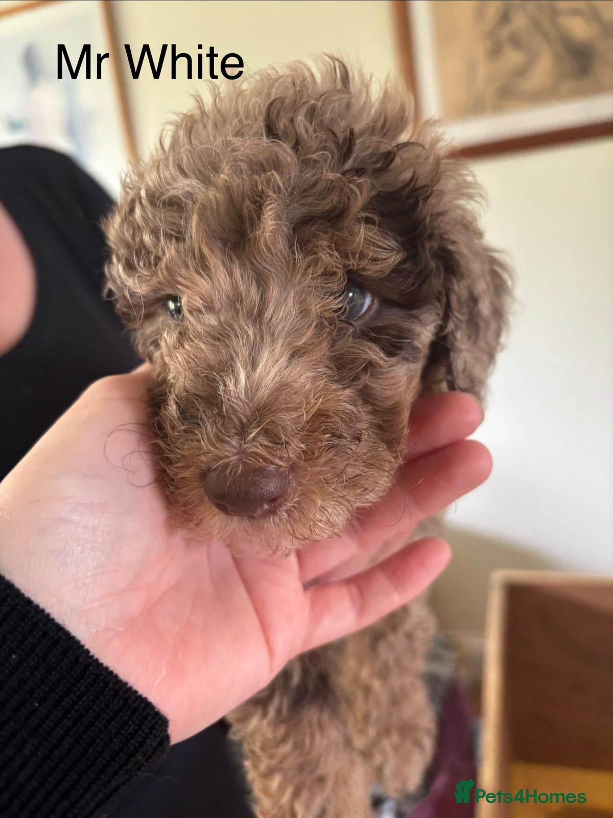 Mixed Breed dogs for sale: Moyen/Miniature Poodle in Gorebridge - Advert 10