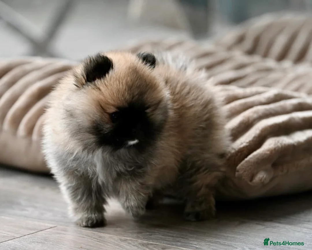 Pomeranian dogs for sale: Gorgeous small Pomeranian puppies 🧸  - Advert 8