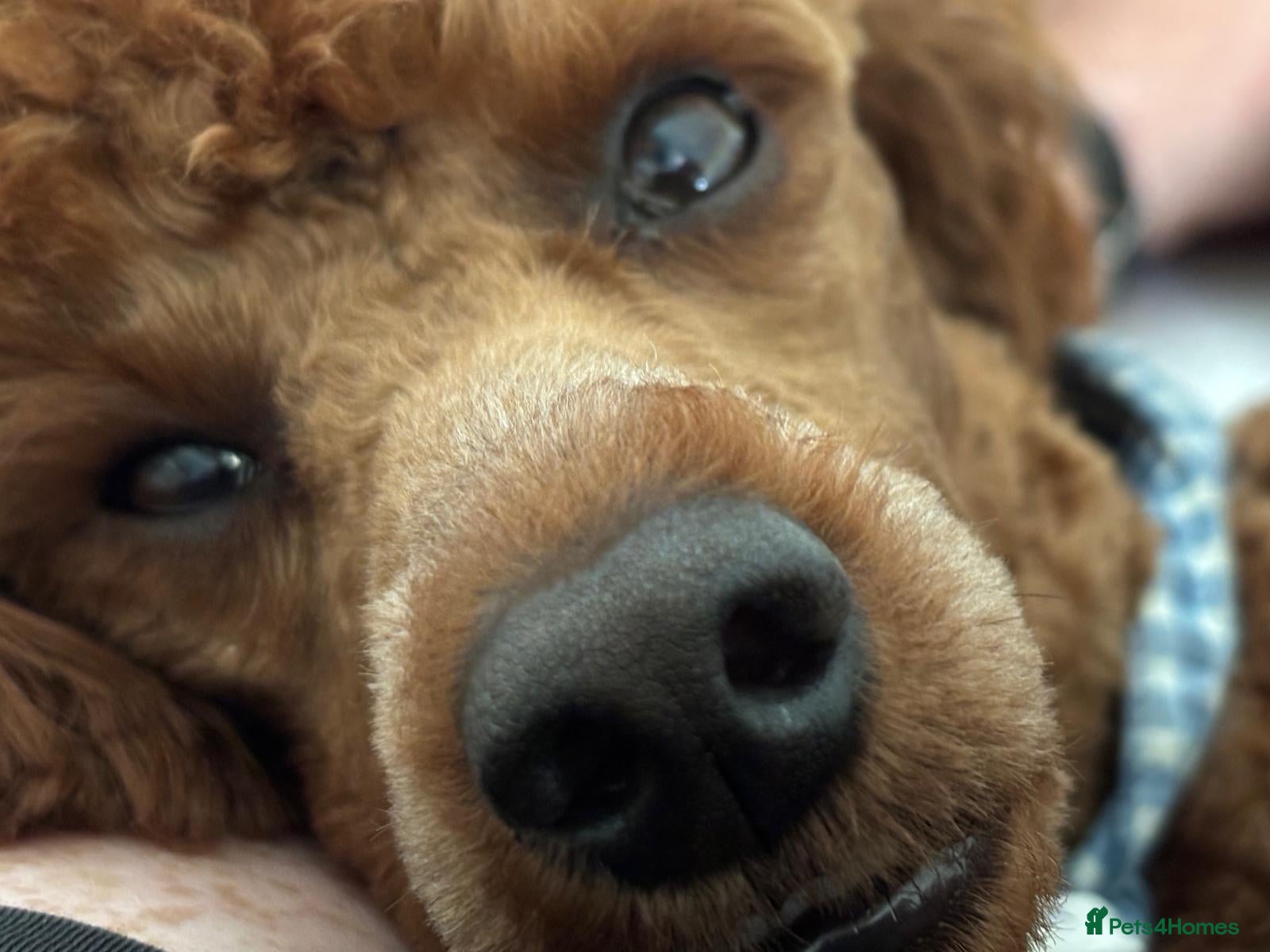 Miniature Poodle dogs Sweet Mini Poodle Stud – Archie | KC Reg & Tested - Advert 2