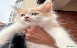 Mixed Breed cats for sale: Persian mix ragdoll - Image 10