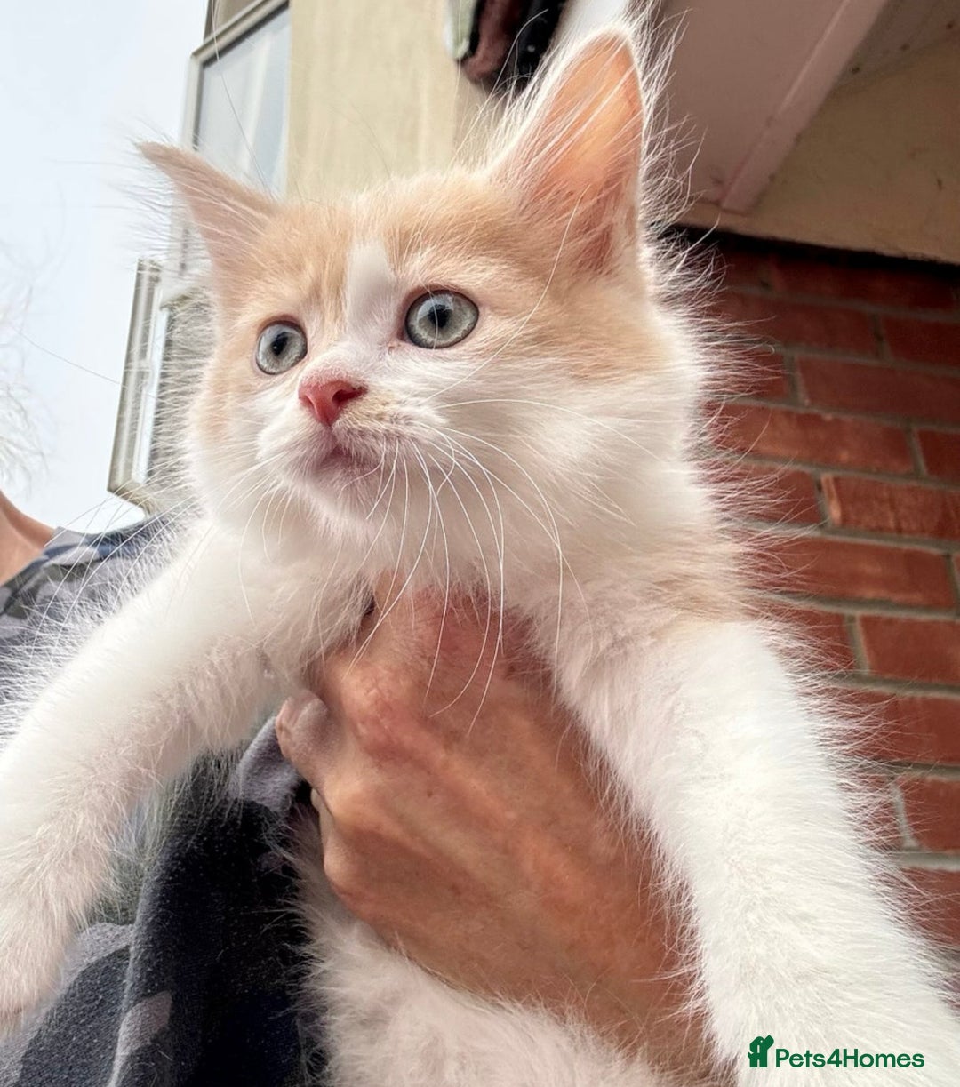 Mixed Breed cats for sale: Persian mix ragdoll - Image 10