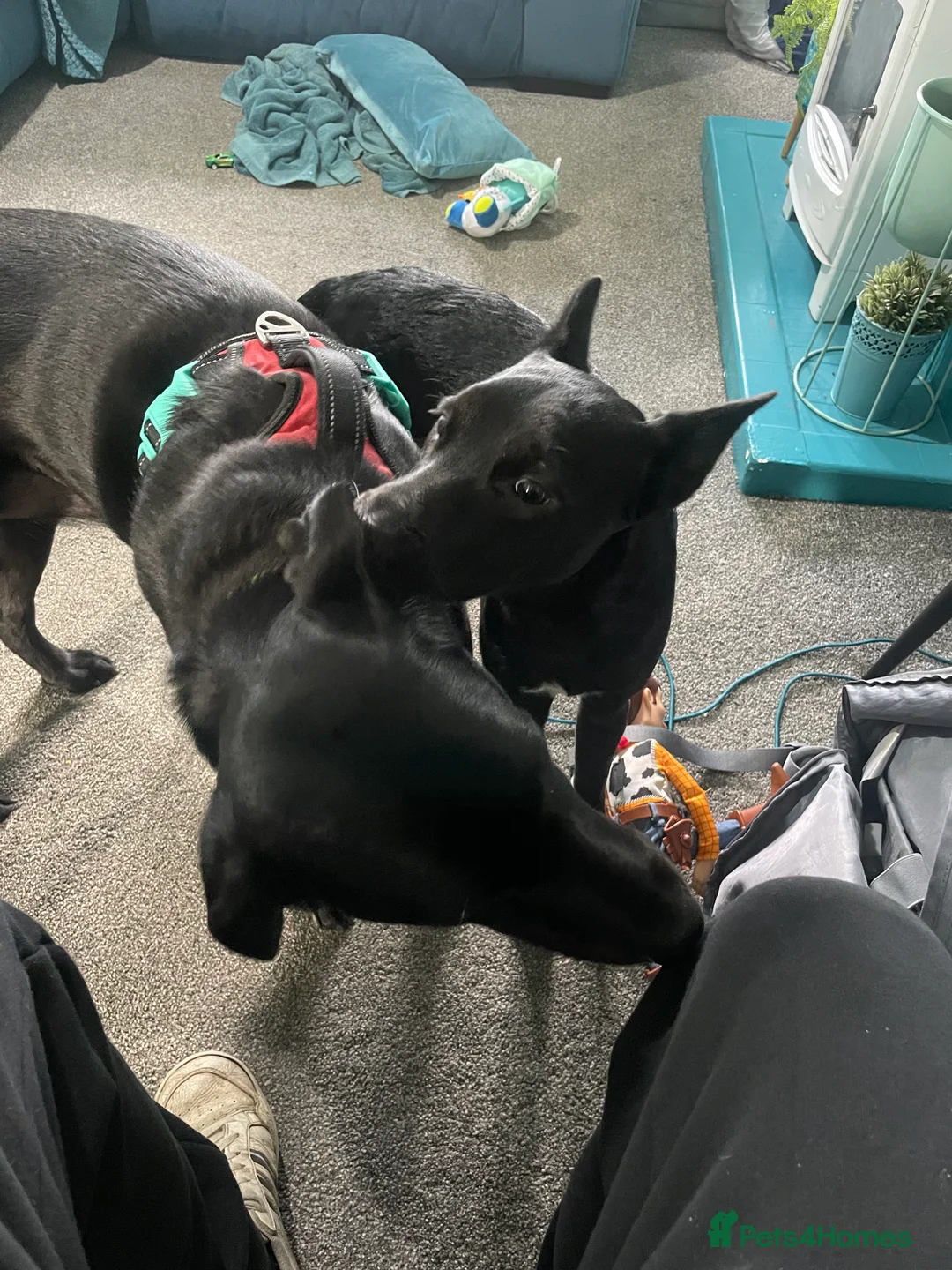 Mixed Breed dogs for sale: 1yr old Collie/Patterjack (male) - Advert 3