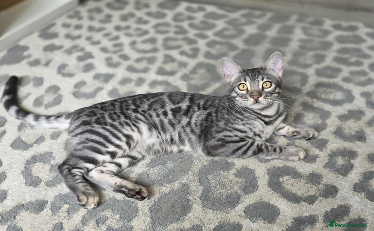 Bengal cats - Advert 1