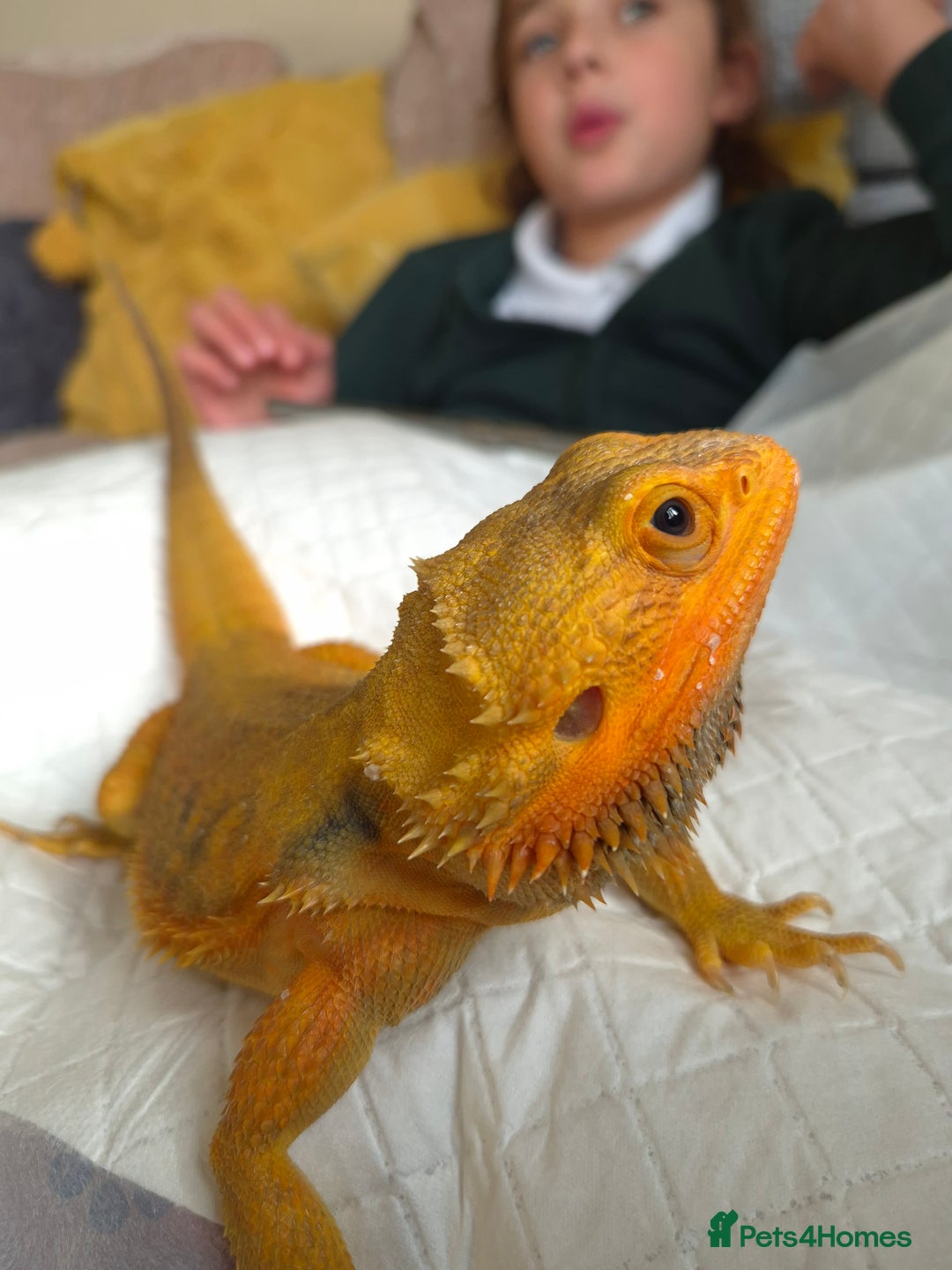 Bearded Dragon reptiles for sale: Bearded Dragon - Image 1