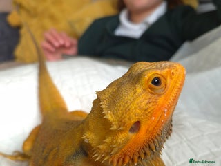 Bearded Dragon reptiles - Advert 1