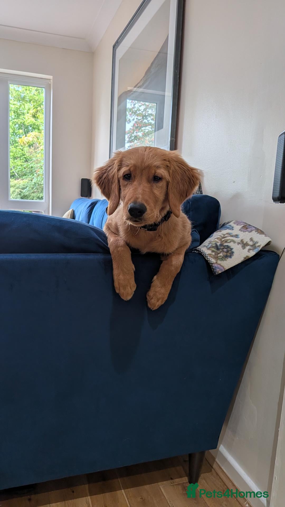 Golden Retriever dogs KC reg Beautiful Golden boy - Advert 1