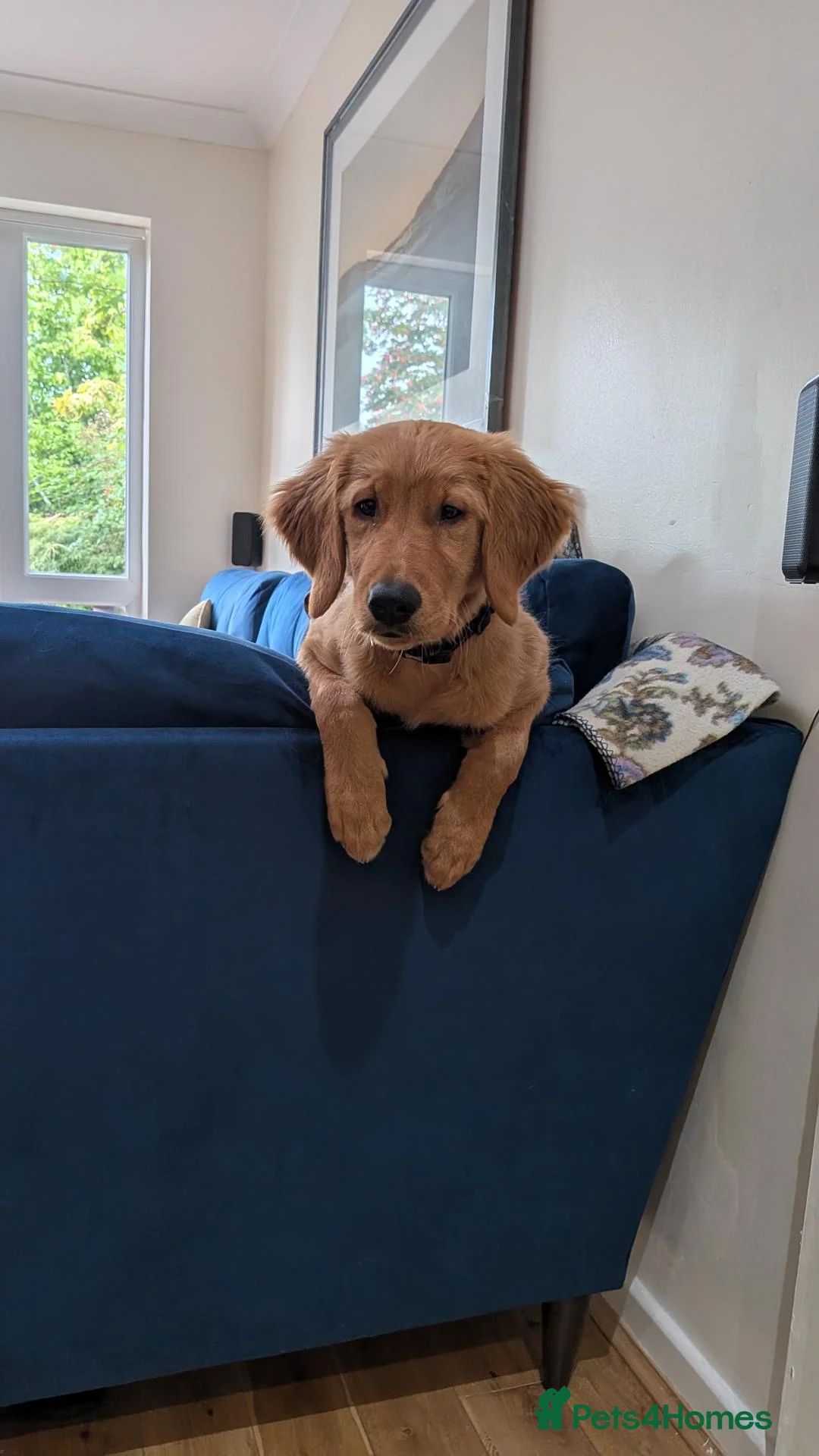 Golden Retriever dogs for sale: KC reg Beautiful Golden boy in Coventry - Advert 1