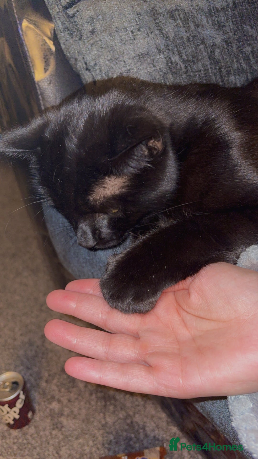 Domestic Shorthair cats for sale: Thor - black cat  - Advert 5