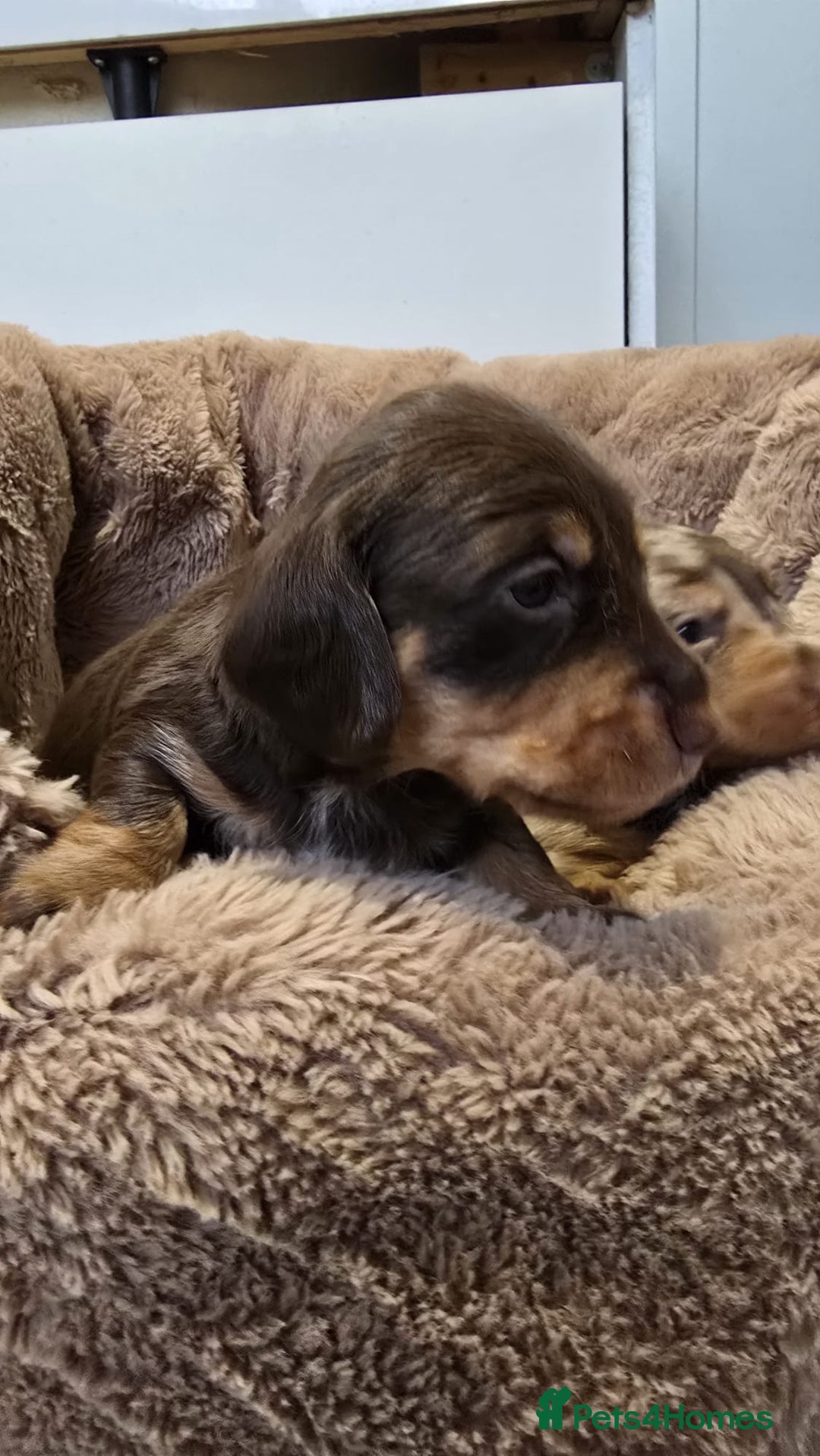 Miniature Dachshund dogs for sale: ❤️Longhair and wirehair sausages❤️ - Advert 16