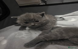 British Shorthair cats for sale: Stunning British shorthair kittens  - Image 7