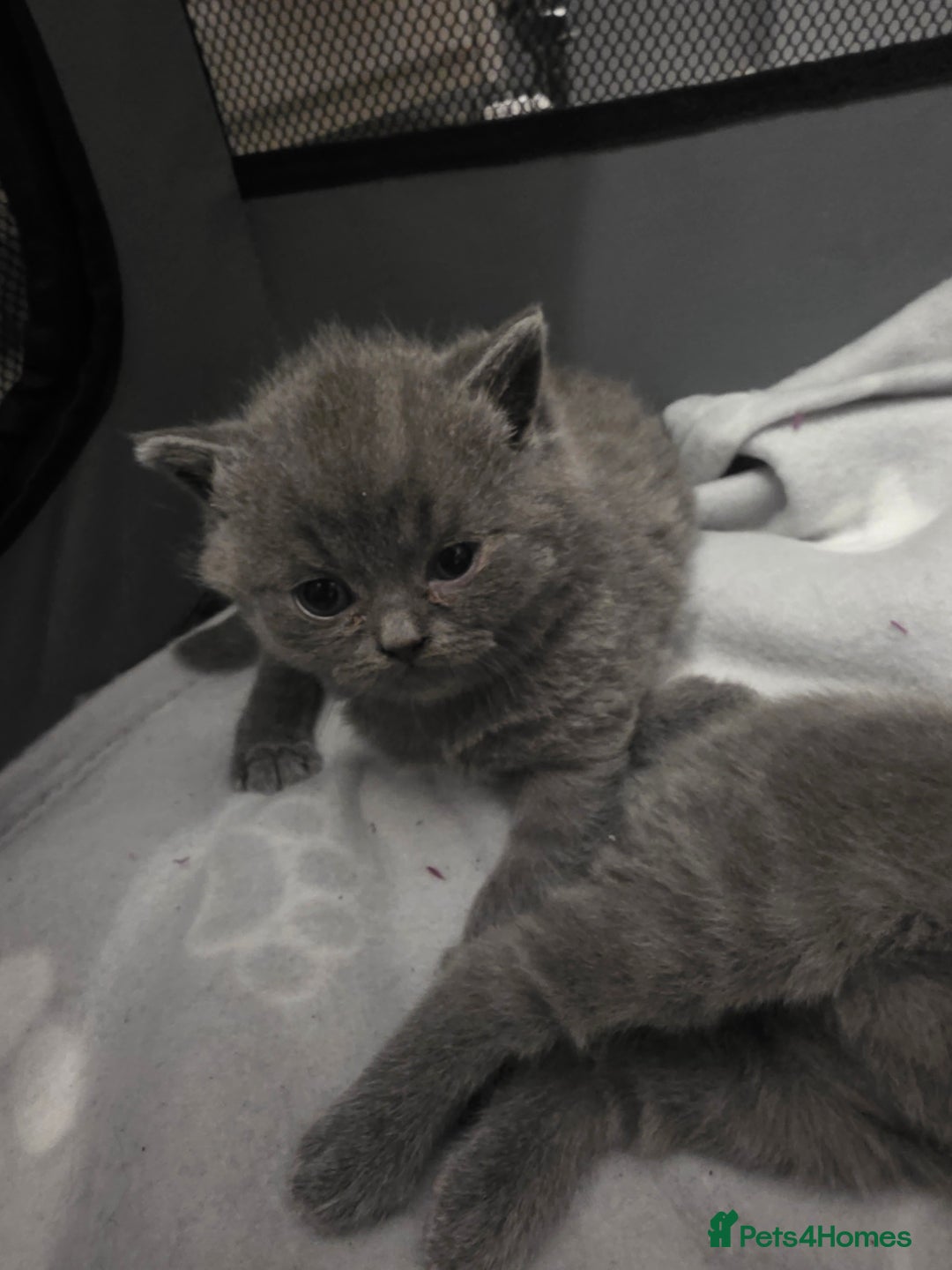 British Shorthair cats for sale: Stunning British shorthair kittens  - Image 7