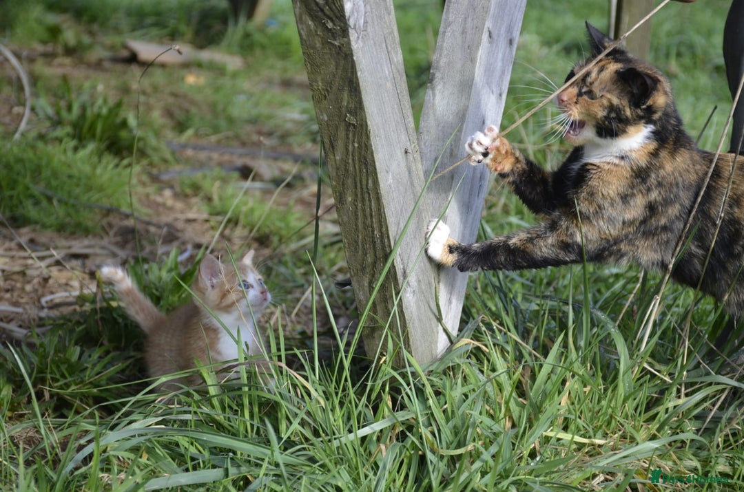 Mixed Breed cats for sale: Playful loving kittens looking for homes  - Image 2