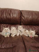 Ragdoll cats Two litters of Ragdoll kittens for sale - Advert 2