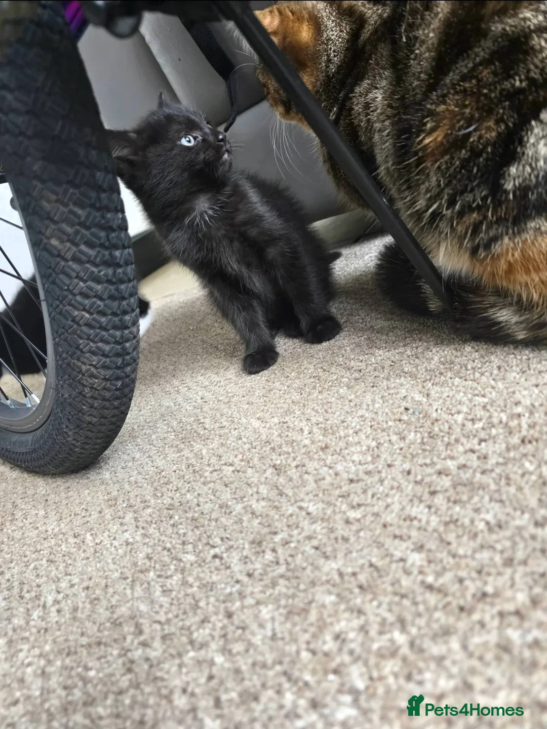 Mixed Breed cats for sale: Ready to leave!! - Advert 4