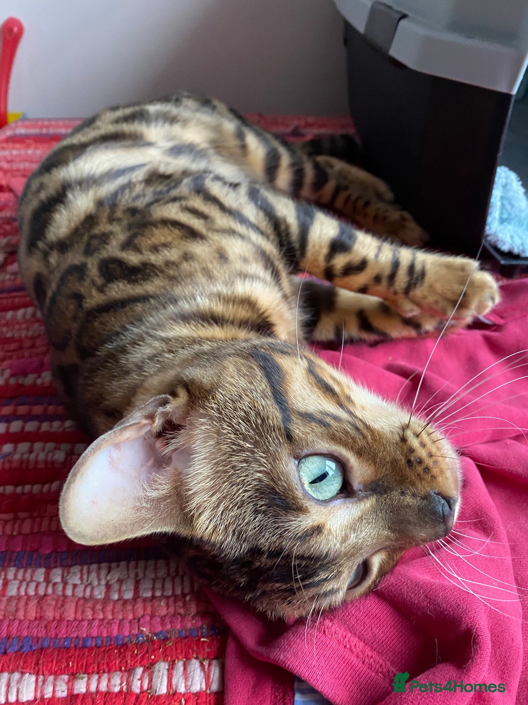 Bengal cats for sale: Loving 1year old male bengal - Advert 4