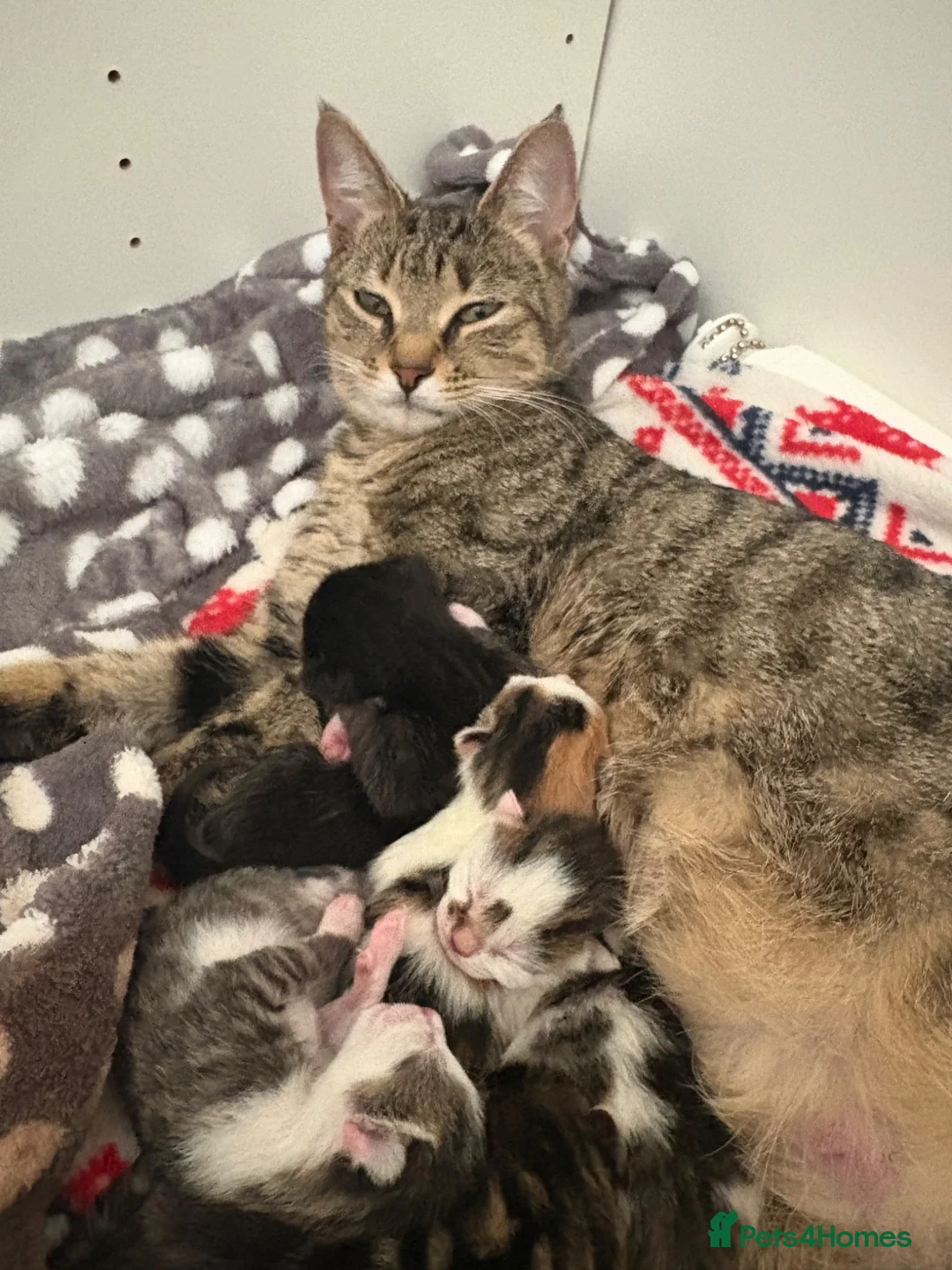 Mixed Breed cats for sale: Litter of 5 kittens  - Advert 17