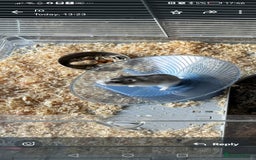 Hamster rodents for sale: Hamster+cage and all the toys  - Advert 5