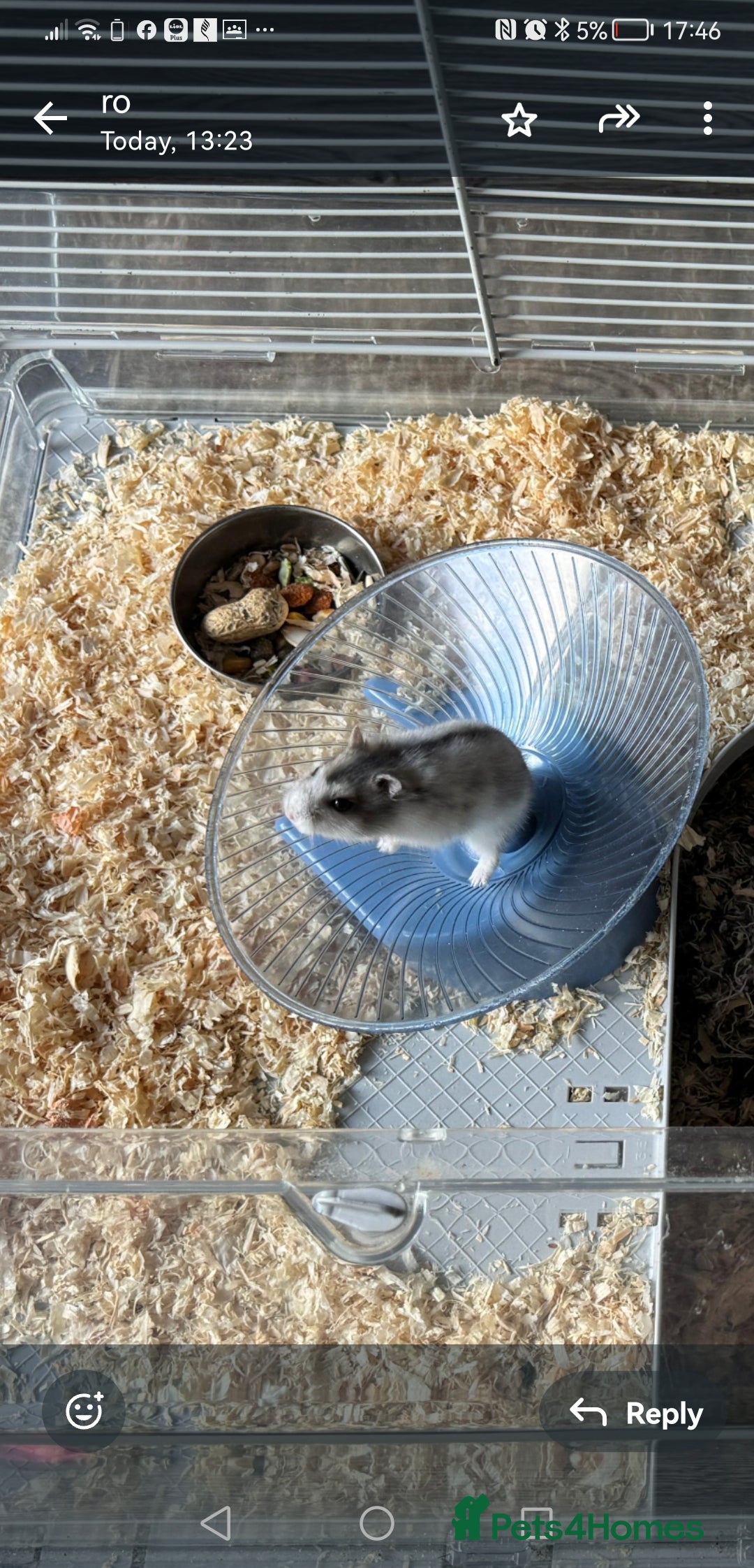 Hamster rodents for sale: Hamster+cage and all the toys  - Advert 5