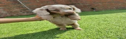 Miniature Dachshund dogs for sale: KC REGISTERED Long haired miniature dachshunds  - Advert 8