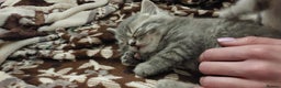 British Shorthair cats for sale: Beautiful British shorthair for sale - Advert 8