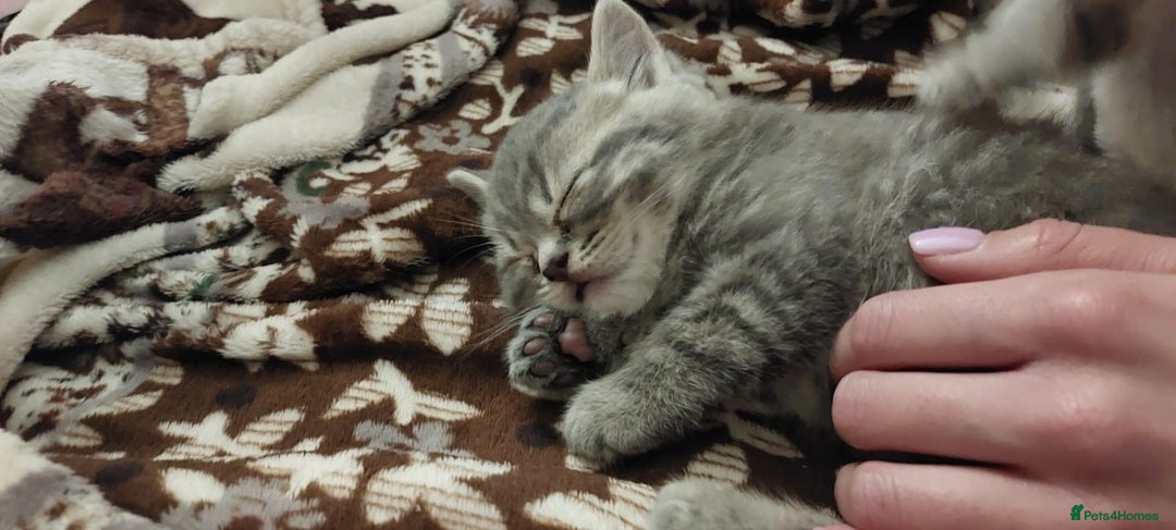 British Shorthair cats for sale: Beautiful British shorthair for sale - Advert 8