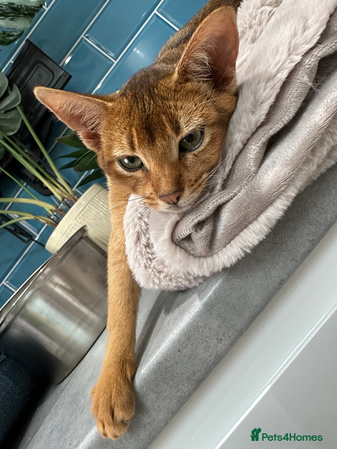Abyssinian cats for sale: Ready to go TODAY! Delivery ✅ Neutered ✅ - Image 14