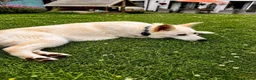 Mixed Breed dogs for adoption: Meet Albie, currently residing in Kent  in Birchington - Advert 3