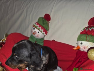 Miniature Dachshund dogs Miniature dachshund - Advert 5