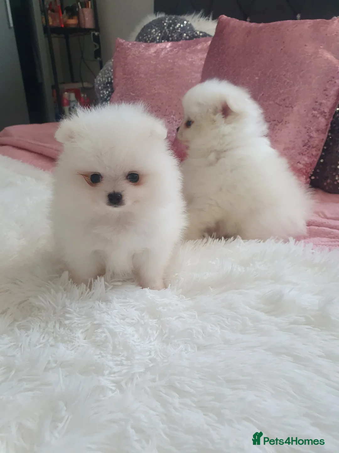 Pomeranian dogs for sale: Beautiful pomeranian pure breed puppies  - Advert 2