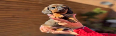 Miniature Dachshund Puppy 4