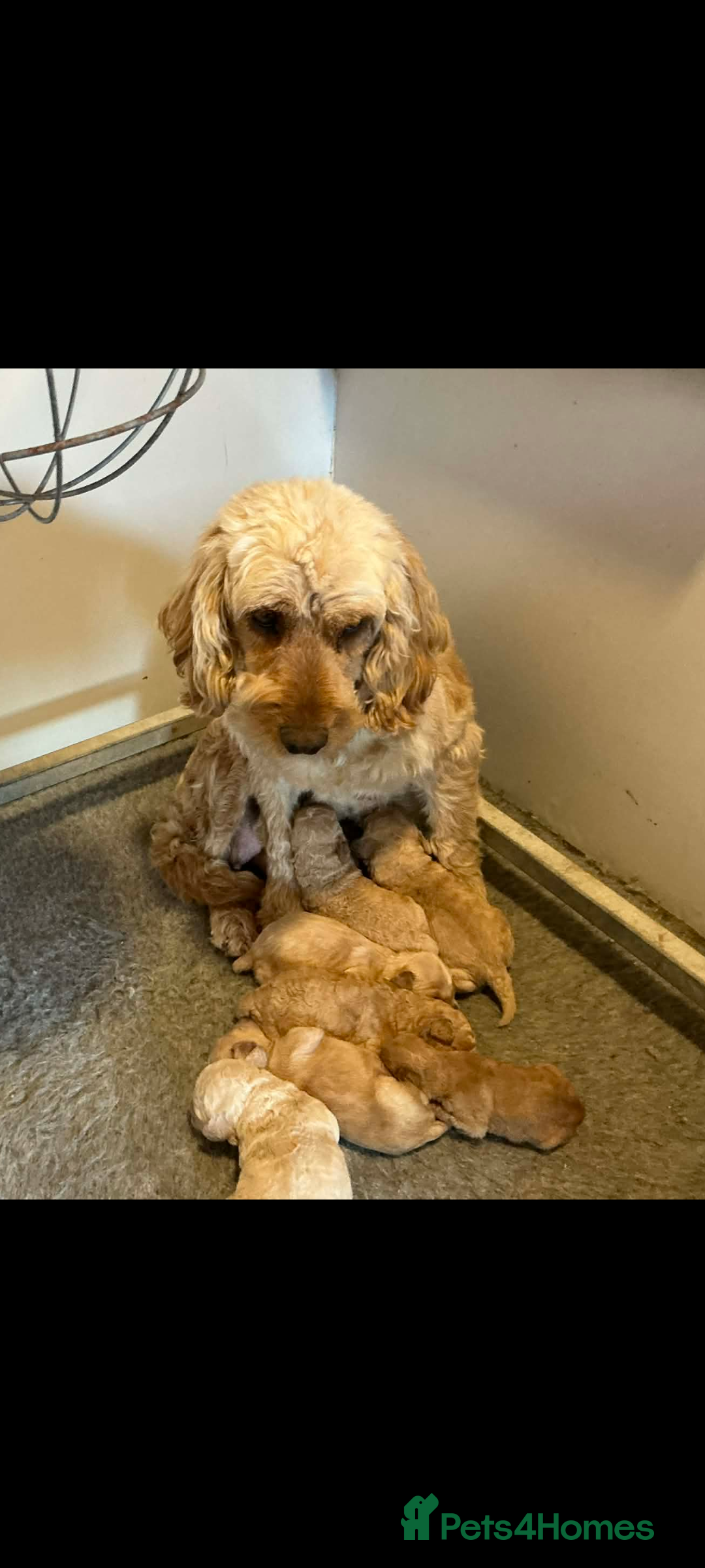 Cockapoo dogs for sale: Cockapoo puppies  - Advert 9