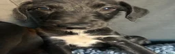 Mixed Breed dogs for sale: BEDDY  WHIPPET PUPS - Advert 7
