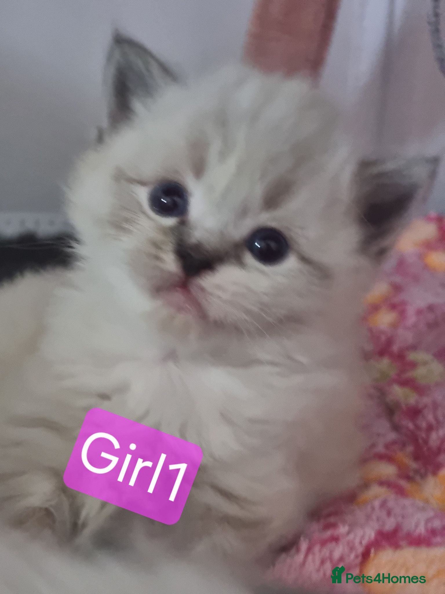 Ragdoll cats 🐾 Beautiful Ragdoll Kittens looking for homes 🐾 - Advert 2