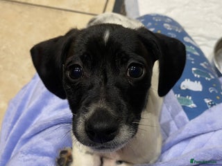 Mixed Breed dogs Cocker Spaniel x Jack Russell bitch puppy - Advert 1