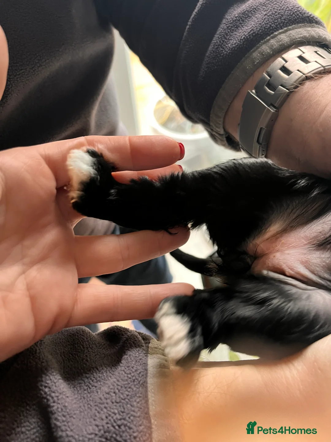 Mixed Breed dogs for sale: Stunning black Australian labradoodle pups - Advert 24