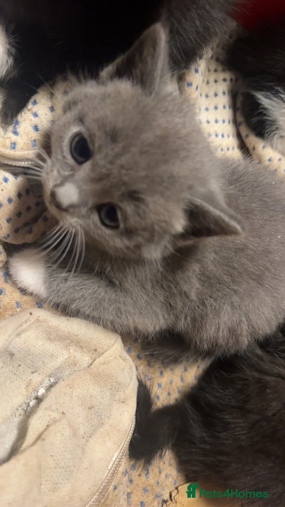 Mixed Breed cats for sale: British shorthair mixed breed kittens for sale  - Advert 5